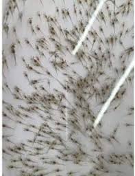 Prawn Seeds